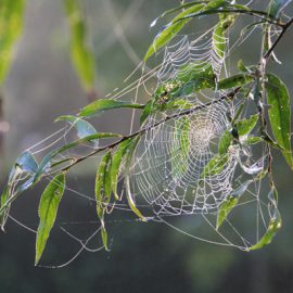 Spinnenweb-tuin-tuinblogger-herfst