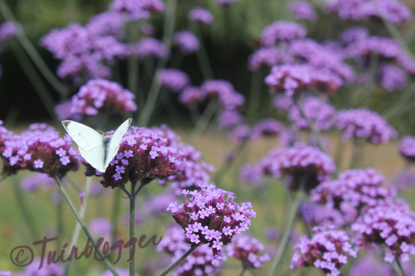 witte-vlinder-tuin-tuinblog