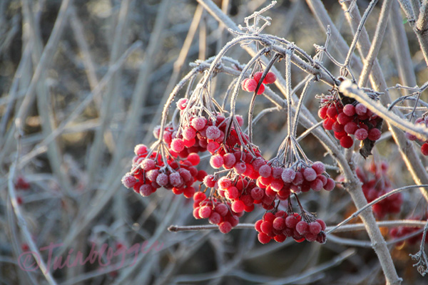 Gelderse Roos: rode trosjes geluk in de winter