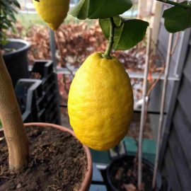 citroen-citroenboom-tuinblog