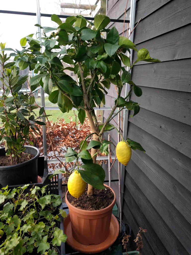 citroenboom-kas-tuinblog-geel