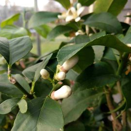 bloemknoppen-citroenboom-tuinblog
