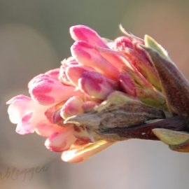 viburnum-roze-bloem