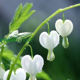 witte dicentra