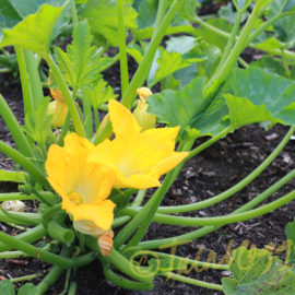 Courgetteplant-moestuin-gele-bloemen-tuinblog