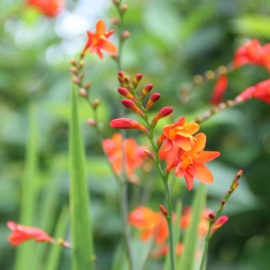 Crocosmia-tuinblogger-oranje-rood-bloem