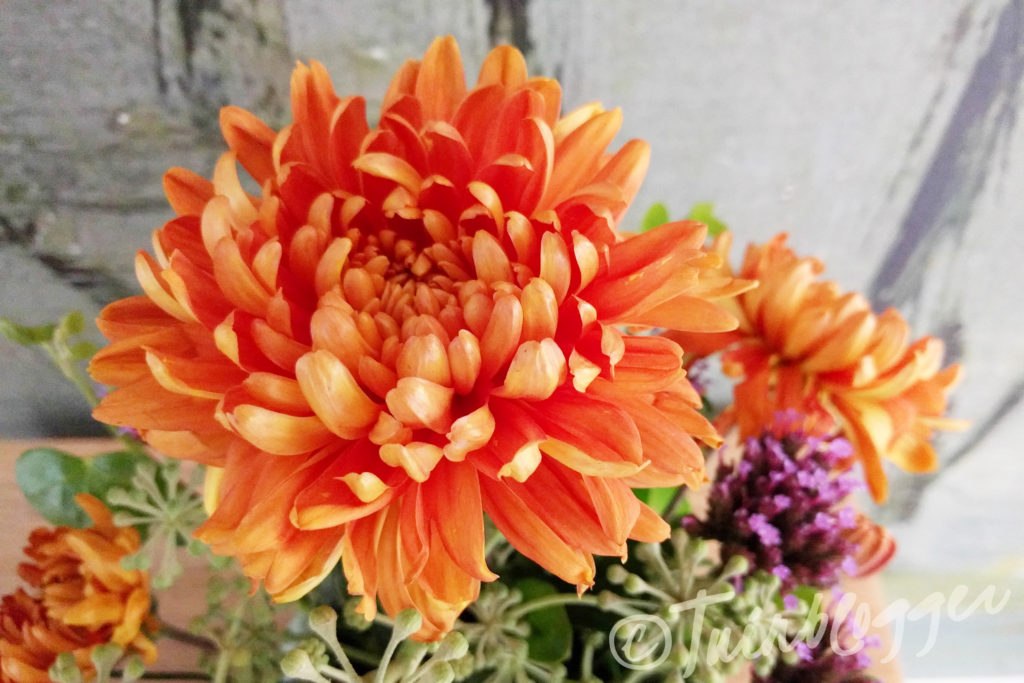 chrysant-oranje-tuinblogger-eigen-kweek