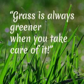 quote-gras-greener-tuinblogger