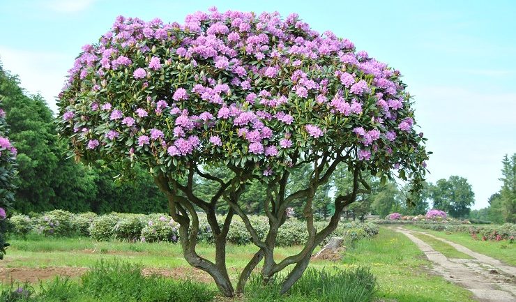 rhododendron-meerstammige-boom-paars-solitair