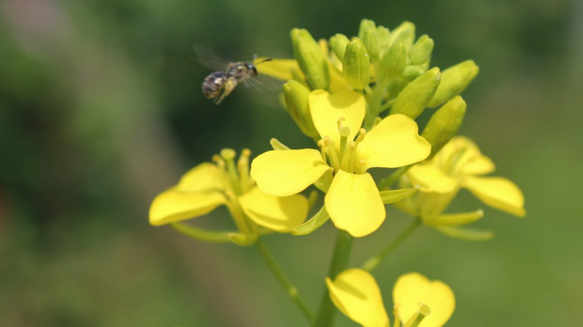 Mosterdzaad, de gele krachtpatser! www.tuinblogger.nl Mosterdzaad, de gele krachtpatser! www.tuinblogger.nl