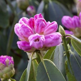 Rhododendron-leuk-paars-in-knop-tuinblog