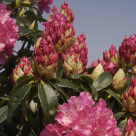 Rhododendrons_tuinblogger_knop_roze