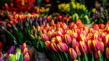 Tulpen: hoe meer kleur hoe beter!