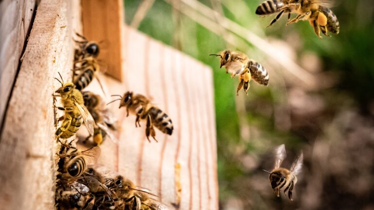 Wil jij weten hoe het écht met de bijen gaat?
