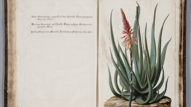 Tentoonstelling  over 17de-eeuwse bloem in Mauritshuis