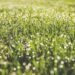 De juiste gazonmest: Zo maak je de beste keuze voor je grasveld
