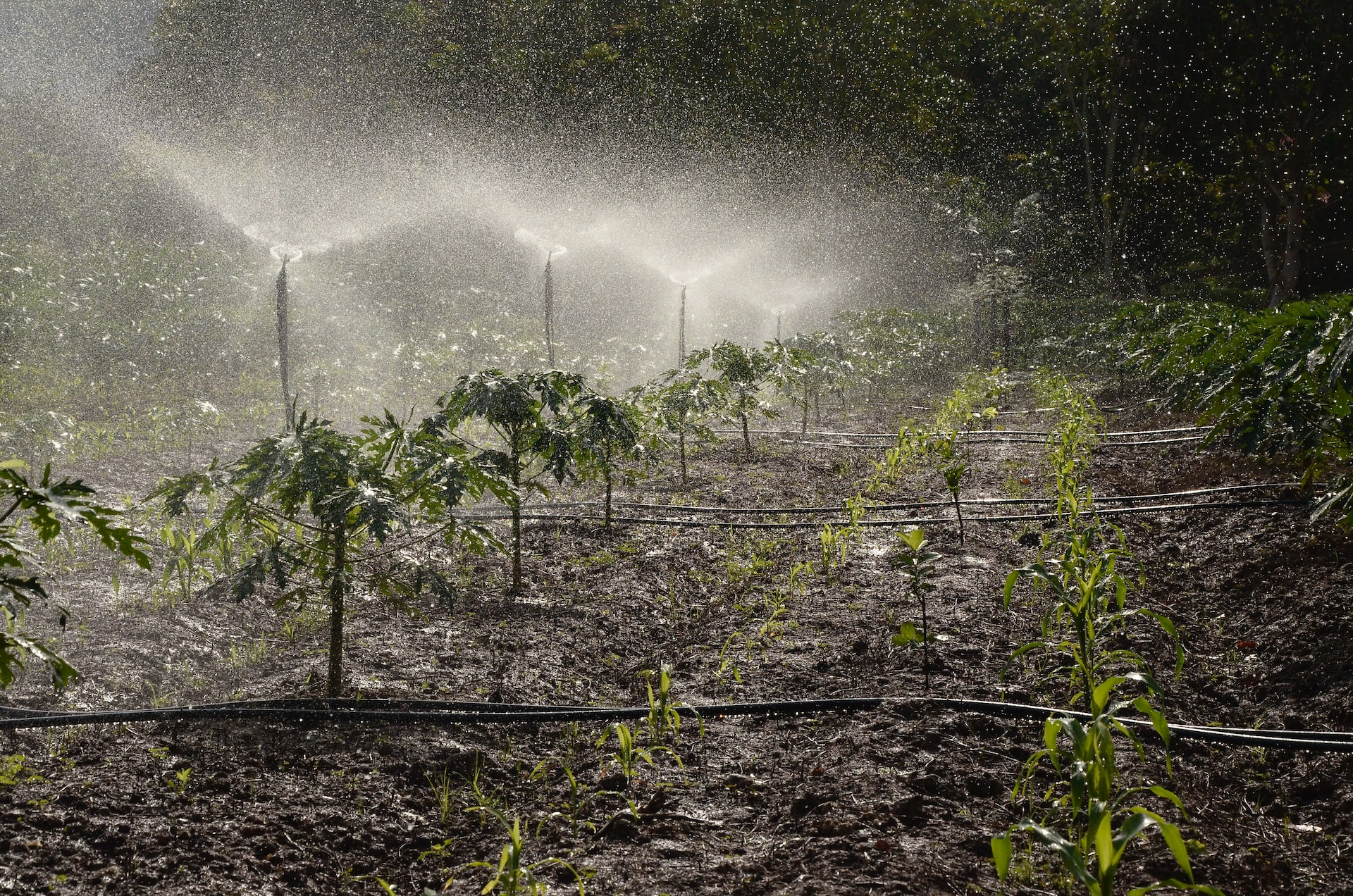 Automatisch planten water geven  De leukste tuinblog van Nederland
