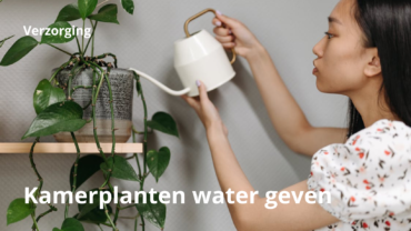 Hoeveel water moet ik mijn kamerplanten geven?