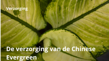 De verzorging van de Chinese Evergreen plant