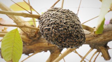 Tips voor het veilig omgaan met een bijennest in de tuin