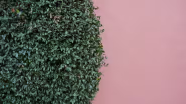 Zo plant je een beukenhaag