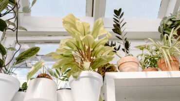 Zo richt je een tuinkamer in die geschikt is voor planten