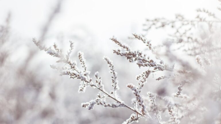 Winterharde planten zorgen voor kleur en leven, ook in de koude maanden