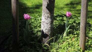 As gebruiken in de tuin: goed idee of niet?