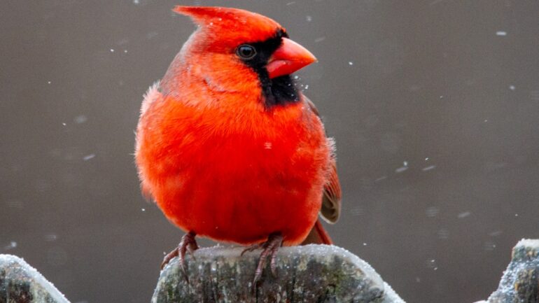 Prachtige en volle struiken door Red Robin snoeien