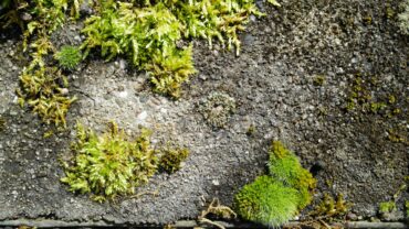 Zo zorg je voor een mosvrije tuin en oprit