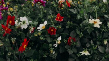 Stralende kleuren in de tuin met vaste bloeiende planten