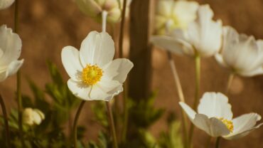 Prachtige lang bloeiende vaste planten voor volle zon