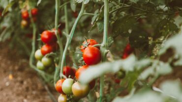 Tomaten planten: Van zaadje tot sappige oogst uit eigen tuin