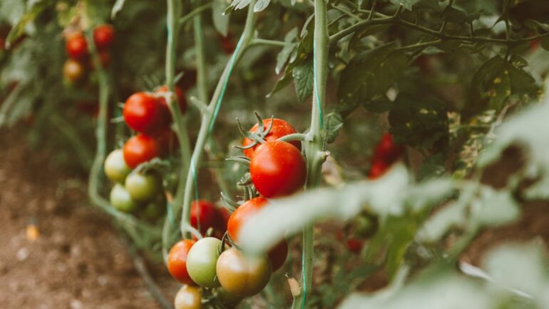 Tomaten planten: Van zaadje tot sappige oogst uit eigen tuin