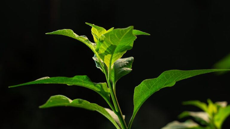 Altijd groen in de tuin met wintergroene vaste planten