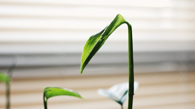 De beste periode om een beukenhaag te planten: praktisch stappenplan