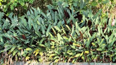 Klimhortensia snoeien voor gezonde groei en meer bloemen