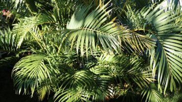 Plataan snoeien: alles wat je moet weten voor een gezonde boom