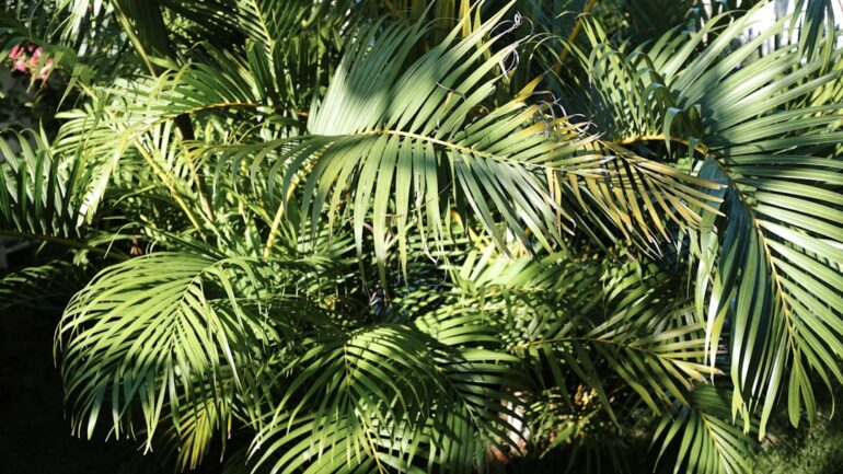 Plataan snoeien: alles wat je moet weten voor een gezonde boom