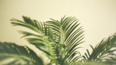 Glansmispel snoeien voor een gezonde en mooie tuin