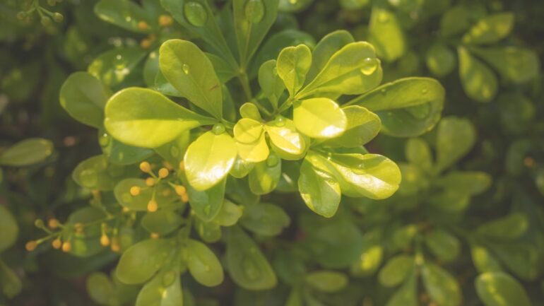 Zo houd je jasmijn gezond: alles over snoeien van deze geurige klimplant