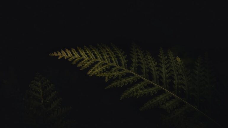 Kleurrijke vaste planten met bloemen in je tuin