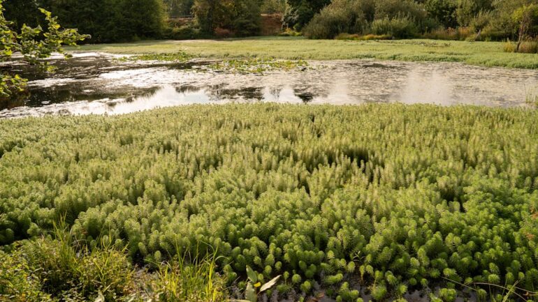 Zo krijg je je vijver weer schoon en gezond