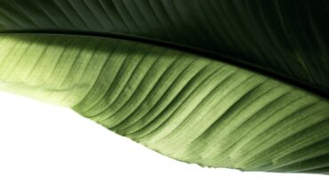 Skimmia snoeien voor een gezonde en volle struik
