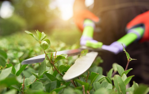 Hoe onderhoud je een kleine stadstuin? Complete gids