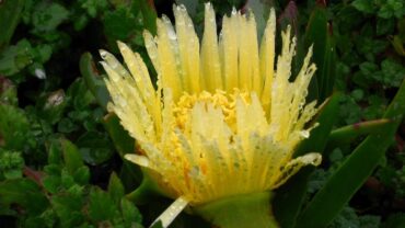 Tuintrends voor kleine ruimtes: maximaal groen op minimale oppervlakte