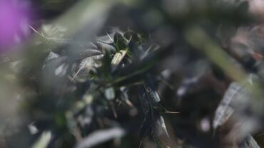 Planten tegen slakken: zo houd je jouw tuin mooi en groen