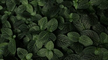 Eenjarige planten die slakken met rust laten in de tuin