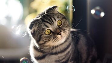 Katten uit je tuin houden op een vriendelijke manier