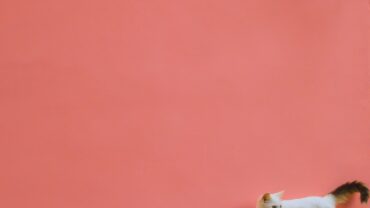 Diervriendelijke manieren tegen katten in de tuin